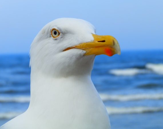 Tolerancja