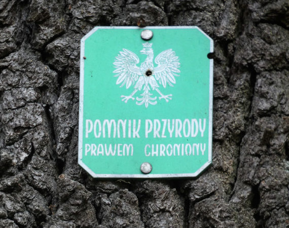 Wielki Dąb